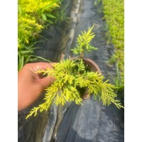 黄金桧柏 桧柏苗抗干旱耐涝性强 根系发达 电议价格 园林绿化小苗 四季长青 绿篱小苗