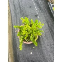 福禄考别名芝樱 盆栽 小区庭院公园观赏绿化种植花坛花境点缀种植 多种颜色可选 电议大量