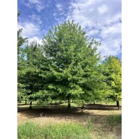 15-30公分精品娜塔莉 彩叶树种娜塔栎 园林庭院建设风景绿化行道树 规格齐全 电议价格