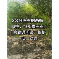 修路，处理3到5西梅树苗，山桃苗，400棵左右 电议价格 现货处理 山西鼎森苗木