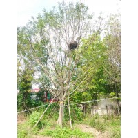 献县孔德建苗木经销处经营假植国槐、20-25公分的全断根假植国槐