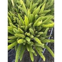 双色杯芙蓉菊 2加仑水果兰 2加仑肾蕨  2加仑5加仑狐尾天门冬  电议价格现货 芯芯园林