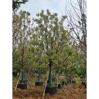 荆州龙诚绿化公司长期供应香樟、栾树、朴树、枇杷、桂花、香泡