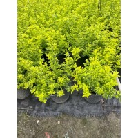 扶桑，彩叶扶桑，花叶络石，富贵蕨，清香木，大炫兰鼠尾草，红花玉芙蓉 电议 鑫华源苗木