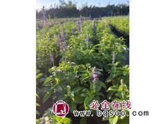 扶桑，彩叶扶桑，花叶络石，富贵蕨，清香木，大炫兰鼠尾草，红花玉芙蓉 电议 鑫华源苗木图2