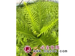 扶桑，彩叶扶桑，花叶络石，富贵蕨，清香木，大炫兰鼠尾草，红花玉芙蓉 电议 鑫华源苗木图3