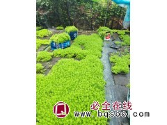 金叶佛甲草 情人草翠云草，满天星，电议现货 成都鑫华源苗木基地 观赏草销售图2