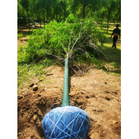 丝绵木 12-20公分丝绵木精品树带土球 园林绿化 城市绿化行道树 电议价格 众木成林苗圃场