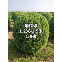 1.2-1.8米塔桧造型球 望都塔桧、塔柏、圆柏-文强园林 电议价格 园林绿化常绿造型球基地