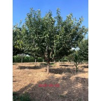 晚樱6～15公分 关山樱,普贤像,松月樱,郁金樱 电议价格 公园绿化树 行道树 泰安苗木