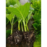 玫瑰、月季、绣球、三角梅、花卉苗木种植批发绿化工程苗代加工扦插！