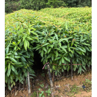 木荷苗 绿化工程苗 木荷大杯苗园林绿化造景苗 70公分木荷大量供应 电议价格 伟峰苗木