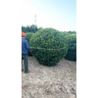 洛阳华景专业种植销售大叶黄杨球 大叶黄杨柱 北海道黄杨 卫矛球 电议价格现货装车