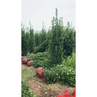 北海道黄杨系列 耐寒抗旱可作绿篱灌丛 根系发达 城市庭院绿化 偃师黄杨基地 电议价格