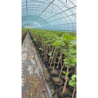 大榛子苗 一年大榛子苗快速发货 耐寒耐旱景观园林苗圃直发 电议价格大量 小伟苗木