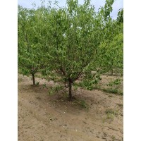 山桃 低分枝常色叶 7-8公分假植山桃 行道风景观赏绿化树 电议价格 鸿豪园林 山东苗木