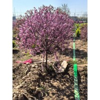 重瓣榆叶梅花球 基地出售 榆叶梅球 庭院观赏开花植物景区园林绿化造景树种 电议价格