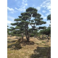 造型黑松 迎客松 油松造型 景松价格 绿化工程 别墅庭院树盆栽景观 电议价格 现场选树打号