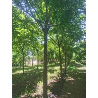 栾树8一12公分有量 树干笔直 树形优美 景区园林绿化植物 电议价格 河北苗木基地现货