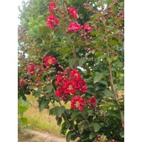 紫薇 出售丛生紫薇 花量大 园林景观树 道路绿化带两边栽植 行道树 电议价格 山东苗木