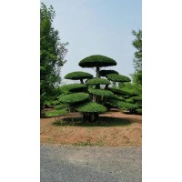 对节白蜡 产地对节白蜡直销，大量造型树处理 庭院绿化高档景观树 电议价格 现货装车