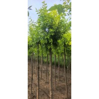 高干美植袋金叶榆 美植袋金叶榆 聊城自家苗圃基地 专业金叶榆供应 电议价格 园林绿化树