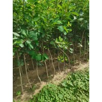 黄栌小苗大量供应 黄栌 21-21杯苗 0.8-1公分 河北黄栌 千亩园林基地 电议价格 跃聪园林