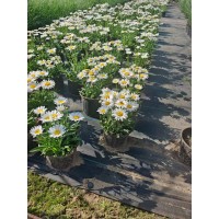 花镜首选，矾根，大滨菊，细叶芒，狼尾草，玉带草 宏运花卉 电议价格 庭院绿化地被