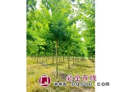 金叶复叶槭 丛生金叶复叶槭 景区孤植群植苗木苗圃基地直供 电议价格现货装车 跃聪园林图1