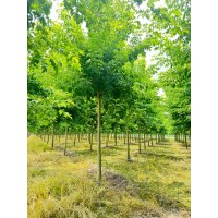 金叶复叶槭 丛生金叶复叶槭 景区孤植群植苗木苗圃基地直供 电议价格现货装车 跃聪园林