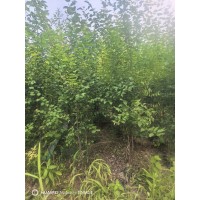 山杏 18-18杯苗1-2公分大量 庭院小区绿化观赏 耐寒耐旱 树形优美 电议价格 跃聪园林