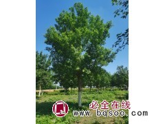 元宝枫-河北元宝枫基地-元宝枫绿化树-元宝枫价格表-跃聪园林 电议价格 公园绿化树图1