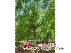 旱柳基地 旱柳苗圃直销垂柳 8-12公分 跃聪园林专供精品旱柳 电议价格 园林绿化行道树图1
