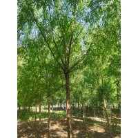 旱柳基地 旱柳苗圃直销垂柳 8-12公分 跃聪园林专供精品旱柳 电议价格 园林绿化行道树