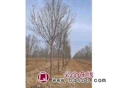 急售大白腊行道树 滨州光大苗圃大白蜡 白蜡树价格 公园绿化 乡村道路绿化树 电议价格现货图1
