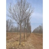 急售大白腊行道树 滨州光大苗圃大白蜡 白蜡树价格 公园绿化 乡村道路绿化树 电议价格现货