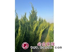 基地直发 龙柏 耐寒耐旱 树干挺直 树形呈狭圆柱形 高速公路中央隔离带 电议价格 光大苗木图1