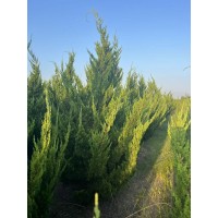 基地直发 龙柏 耐寒耐旱 树干挺直 树形呈狭圆柱形 高速公路中央隔离带 电议价格 光大苗木