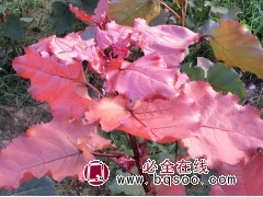 新一代红叶杨 炫红杨 专业供应红叶杨 中红杨 全红杨苗 中兴苗木 中华红叶杨基地 电议价格图1
