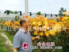 红叶杨新品种金红杨 中兴红叶杨_【河南中兴苗木基地】全红杨,金红杨,靓红杨 电议价格图1