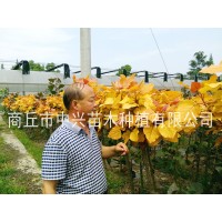 红叶杨新品种金红杨 中兴红叶杨_【河南中兴苗木基地】全红杨,金红杨,靓红杨 电议价格