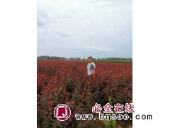 红叶李小苗大量 供应紫叶稠李 丛生紫叶稠李 供紫叶稠李 高峰苗木基地 电议价格现货大量图1