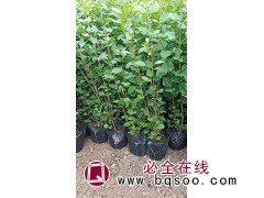 丁香杯苗小叶丁香四季丁香 园林绿化优选树 耐寒耐旱 无病虫害 电议价格 景新苗木图1