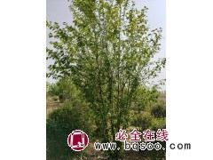 稠李（臭李子）小丛4米高以上 丛生绿叶稠李臭李子园林绿化工程树 树形优美抗寒 电议价格 大强苗圃图1