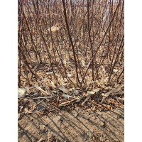 红叶榆叶梅两年苗 适合用于修剪绿篱 灌丛适用 小区绿化观赏优选 电议价格 大强苗圃
