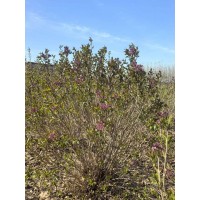 大叶丁香大墩2米左右 庭院绿化观赏 花期长 根系发达 公园绿化造景 电议价格 东北苗木 大强苗圃