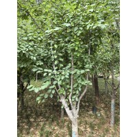 西府海棠 北美海棠 公园绿化树 城市绿化行道树 庭院绿化造景树 电议价格 兴华农场