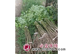 核桃苗基地大量批发 绿化树 庭院小区种植苗 果园栽培树 规格齐全 电议价格 鸿鑫苗木图1