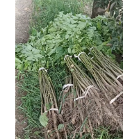 核桃苗基地大量批发 绿化树 庭院小区种植苗 果园栽培树 规格齐全 电议价格 鸿鑫苗木