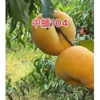 桃树苗 蟠桃苗 各种新品桃树蟠桃小苗 根系发达成活率高 电议价格 现挖装车 鸿鑫苗木